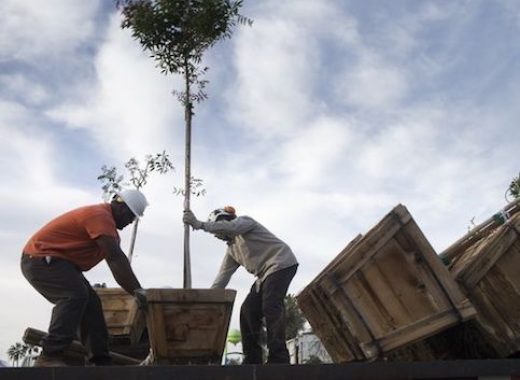 Tempe Tackles Heat Crisis with Tree Stewards Program to Expand Shade Canopy
