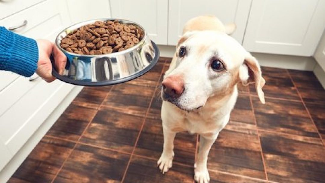 FDA Concerned That GrainFree Food May Be Linked to Canine