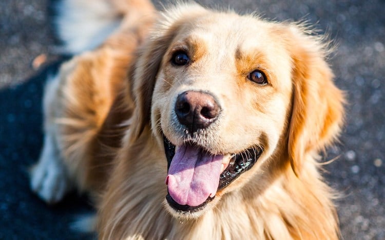 Arizona Humane Society Offering Free Pet Adoptions