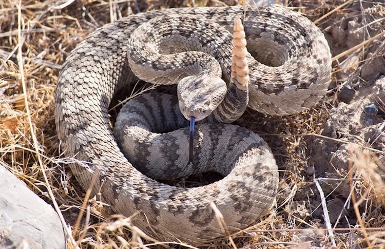 As Temperatures Rise, Watch Out for Rattlesnakes, Says Phoenix Herpetological Sanctuary