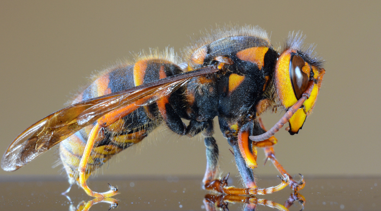 Are Murder Hornets Making Their Way To Arizona?
