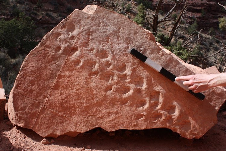 313 Million Year Old Fossil Footprints Found at Grand Canyon