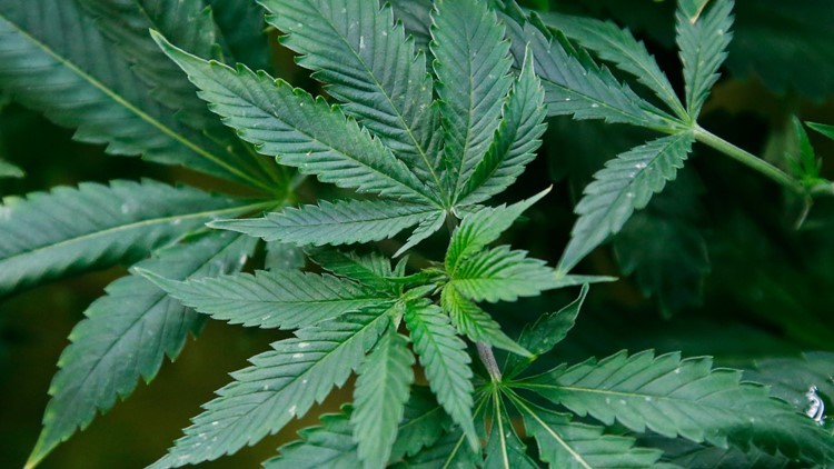 Arizona Department of Health Services Issues Recall For Marijuana Products