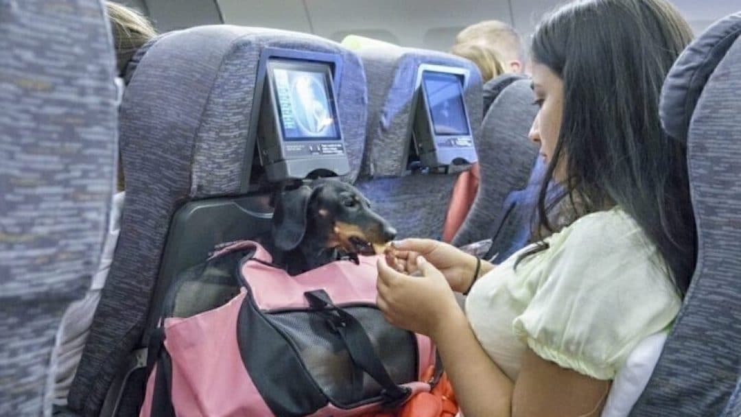 American Airlines Bans Emotional Support Animals | All About Arizona News