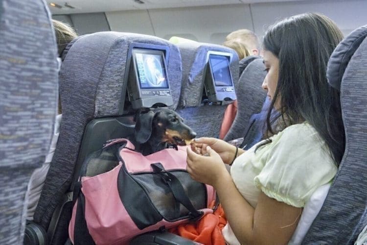 American Airlines Bans Emotional Support Animals