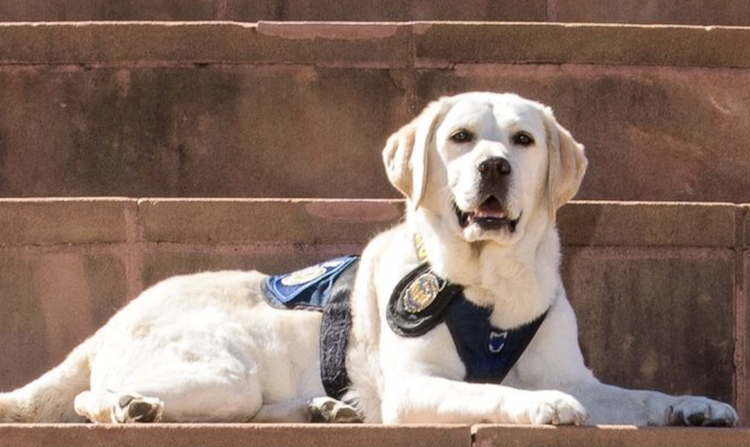 Arizona Police Departments Asking Community to Vote to Win K9 Grant