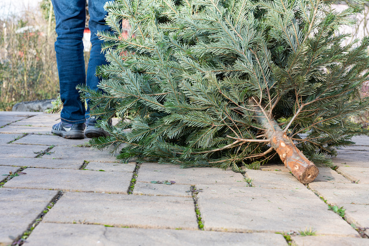 Where Residents Can Recycle Christmas Trees Around the Valley