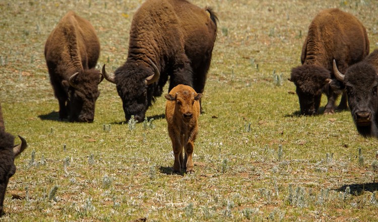 Fifty-Eight Bison Successfully Relocated from Grand Canyon’s North Rim 