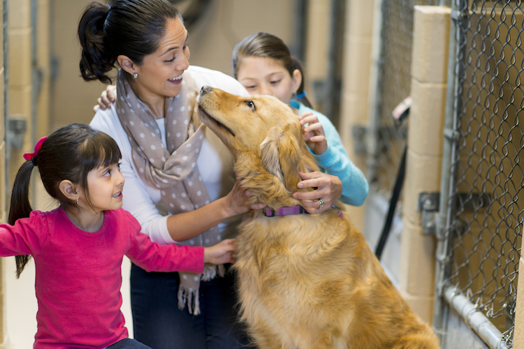 Maricopa County Animal Care & Control Waiving Adoption Fee