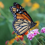 Discover Arizona's Butterfly Haven: Top Spots to See and Support These Winged Wonders