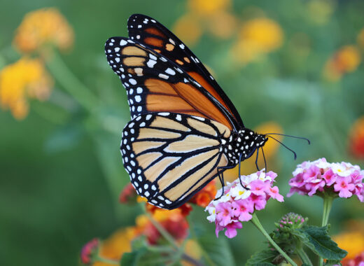 Discover Arizona's Butterfly Haven: Top Spots to See and Support These Winged Wonders