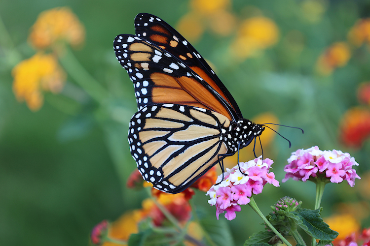 ‘Planting For Monarchs Month’ Invites Phoenicians to Help Struggling Butterfly Species