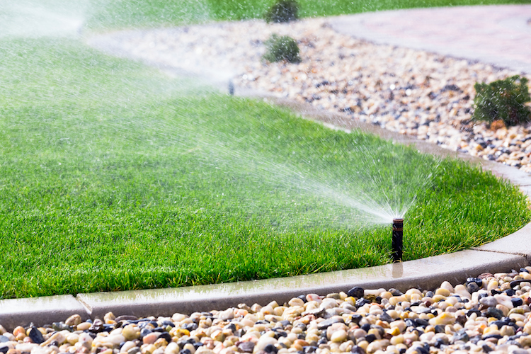 Mesa Water Customers are Encouraged to Forgo Fall Overseeding