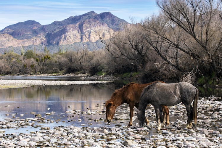 $25k Reward Offered For Information On 14 Horses Shot and Killed In Northern Arizona