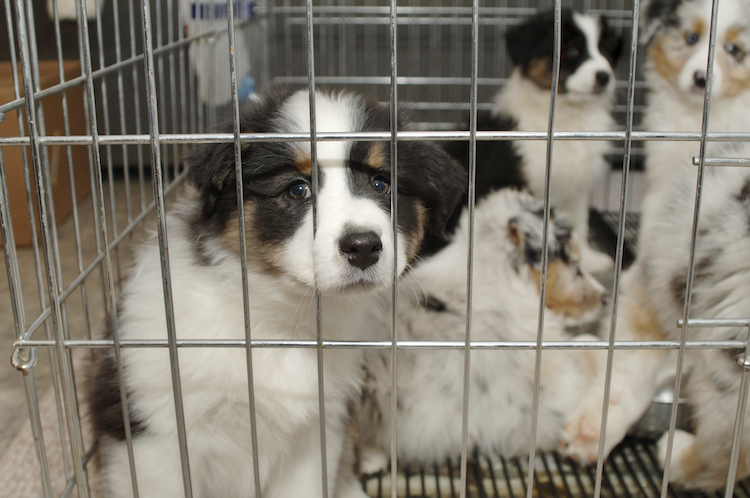 Attorney General Secures Restitution For Consumers Who Bought Dogs From Pet Stores