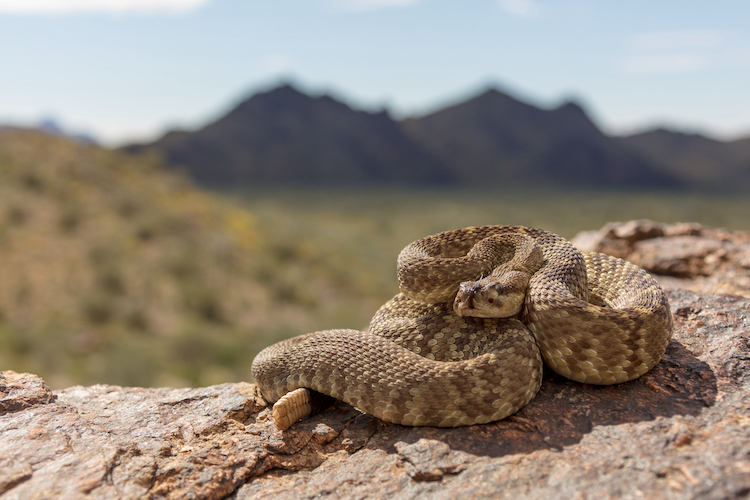 Rattlesnakes Season Underway As It Warms Up In Arizona, Tips To Avoid Danger