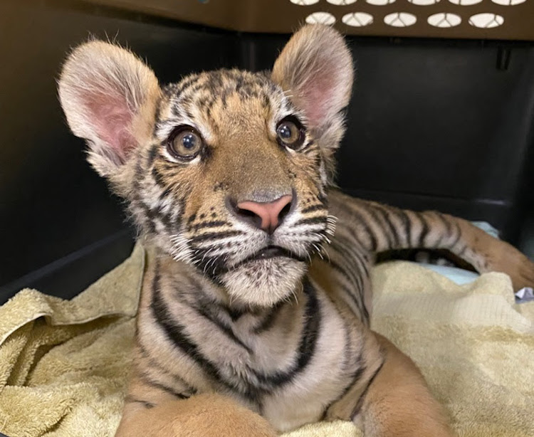 Southwest Wildlife Conservation Center Is Now Caring For a Tiger Cub That Was Recently Rescued