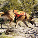 Tragic Discovery in Arizona Wilderness: Deceased Man Found in Campground Amid Search for Distress Call