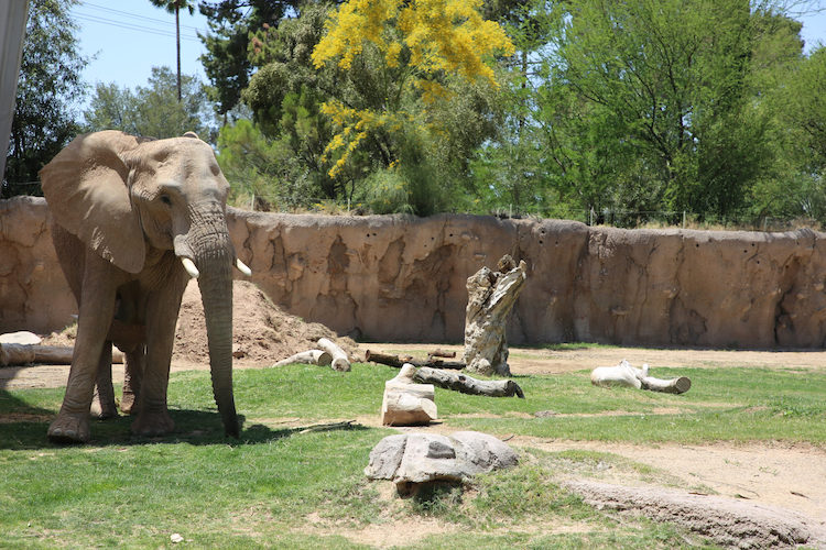 A Baby Elephant Is Due at Reid Park Zoo In Spring 2024 