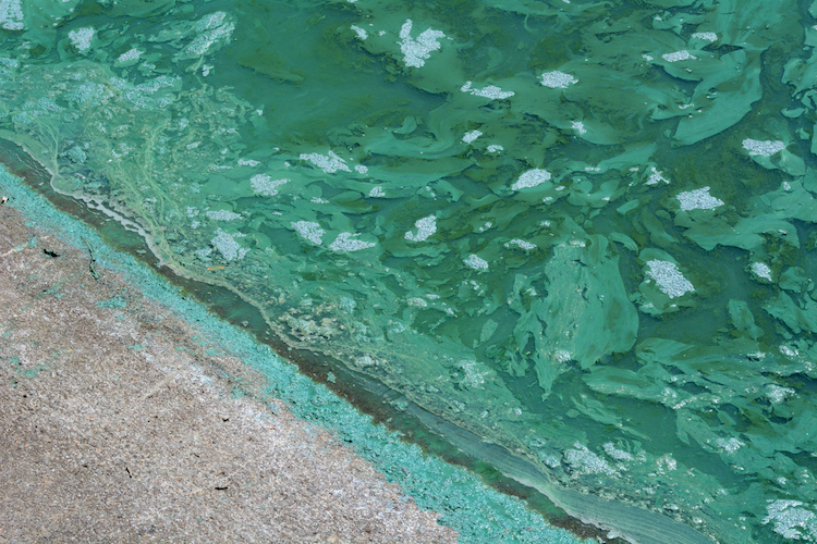 Arizona Environment Officials Warn of Potentially Toxic Algae Bloom at Bartlett Lake