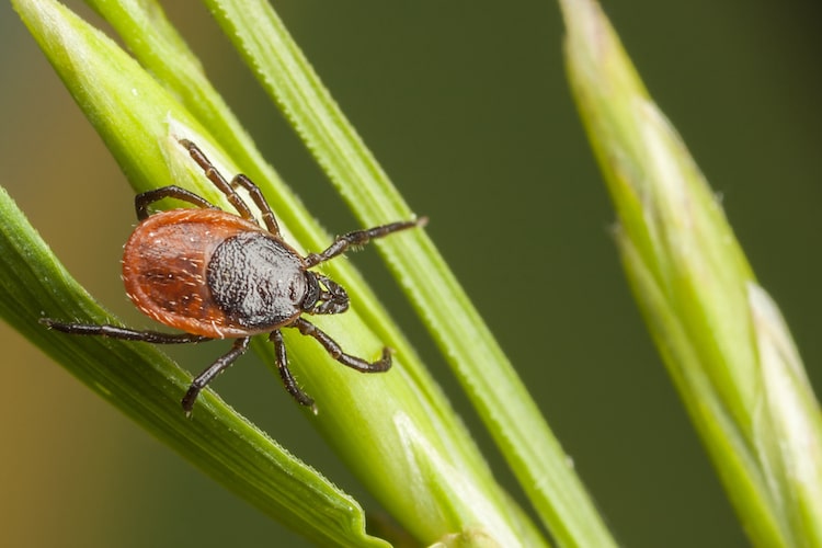 Emerging Tick Bite-Associated Meat Allergy Potentially Affects Thousands