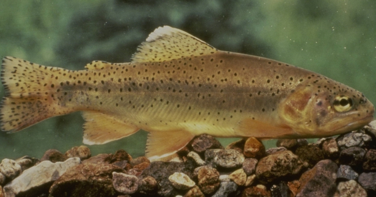 U.S. Fish and Wildlife Service Announce Arizona State Fish Is No Longer Considered Endangered