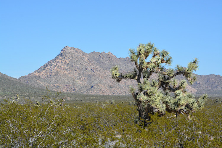 Police Identify Human Remains Found In Arizona Desert From 1980’s