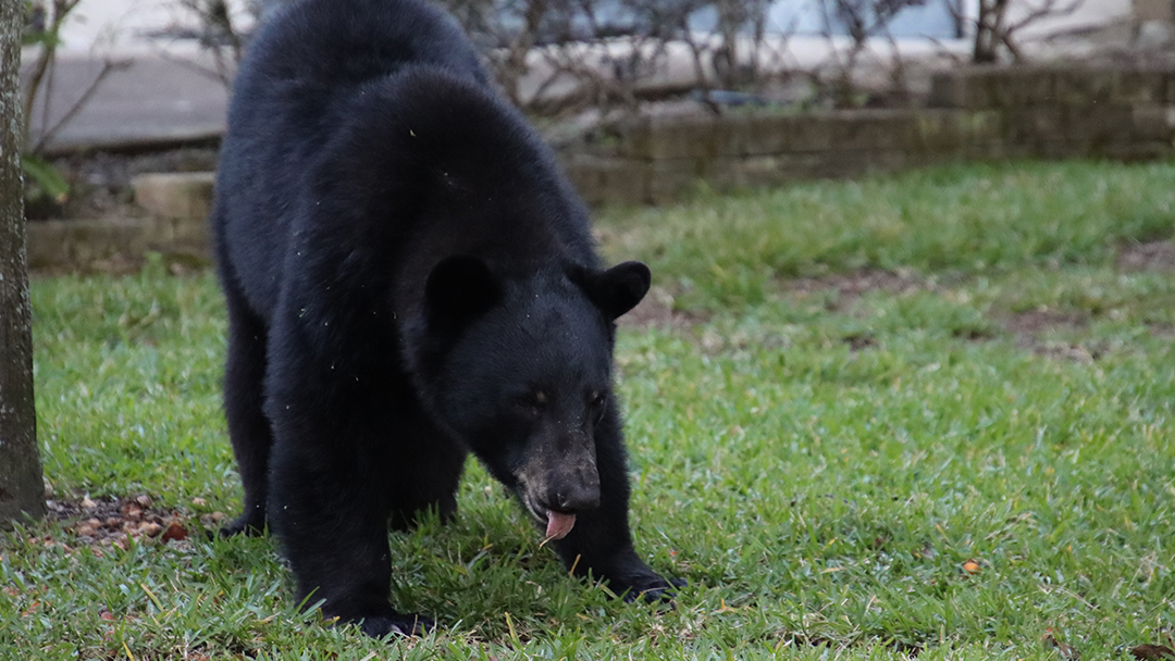 Arizona Game and Fish Department Kills Black Bear After Attack on Teen in Alpine