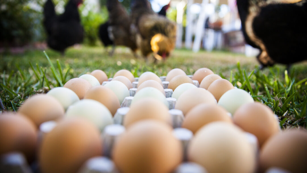 Governor Hobbs Moves to Delay Cage-Free Egg Rule Amid Rising Prices