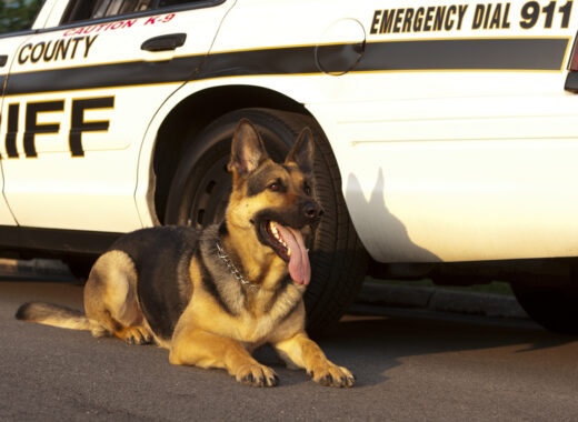 K9 Max Recovers After Fentanyl Exposure at Maricopa County Jail